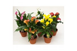 Zantedeschia mix 4 kleuren Terracotta pot