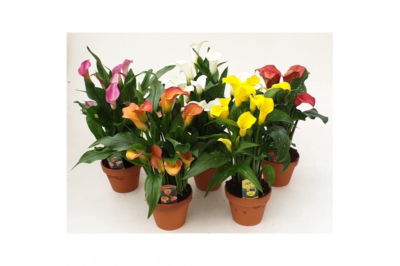 Zantedeschia mix 4 kleuren Terracotta pot 