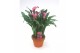 Zantedeschia zazu Terracotta pot 