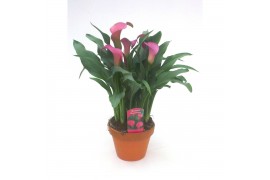 Zantedeschia zazu Terracotta pot
