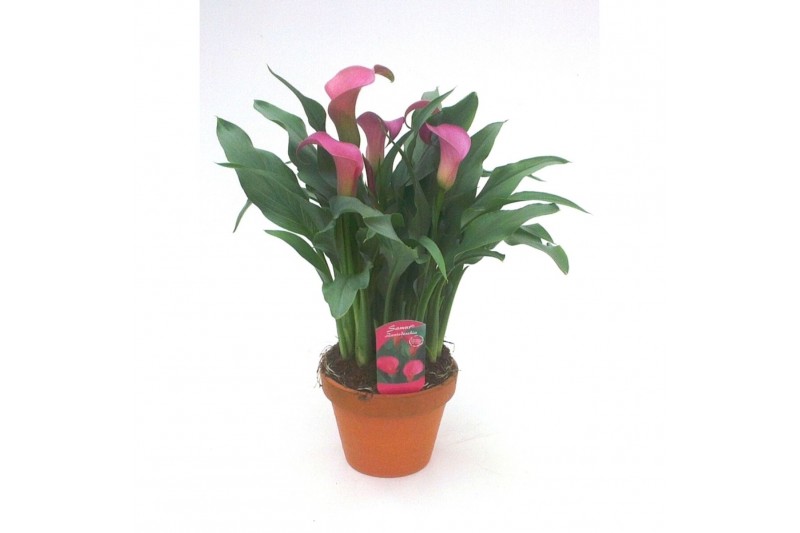 Zantedeschia zazu Terracotta pot 
