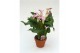 Zantedeschia zazu Terracotta pot 