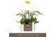 Phalaenopsis multiflora wit Optifriend Zoë 2 spike 