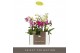 Phalaenopsis multiflora mix Optifriend Mix 2 spike 10 bl. 2 tak/plnt 1 