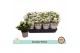 Kalanchoe bloss. menzel double white 