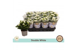Kalanchoe bloss. menzel double white