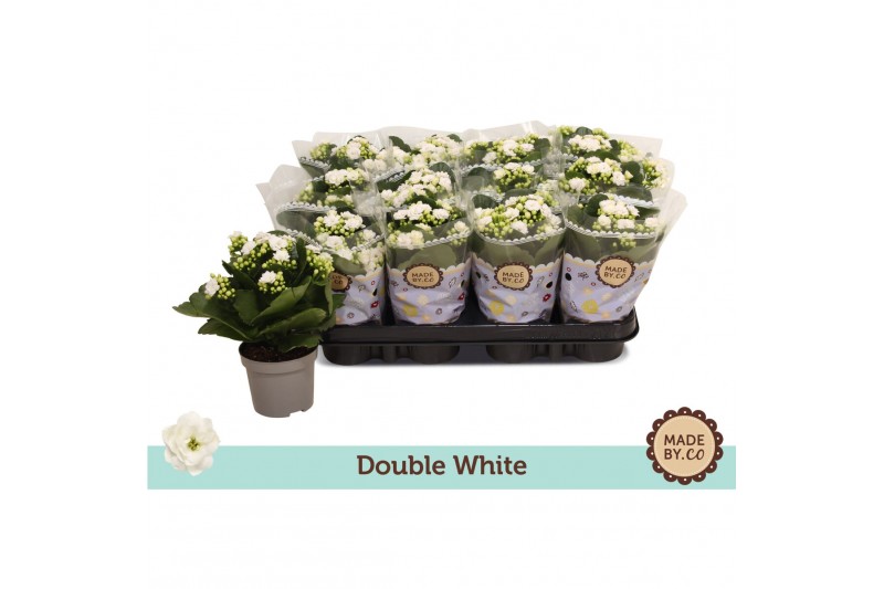 Kalanchoe bloss. menzel double white 