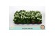 Kalanchoe rosalina menzel double white, zonder hoes 