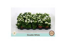 Kalanchoe rosalina menzel double white, zonder hoes