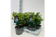 Viburnum first spirit Viburnum tinus Spirit P17 
