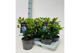 Viburnum first spirit Viburnum tinus Spirit P17