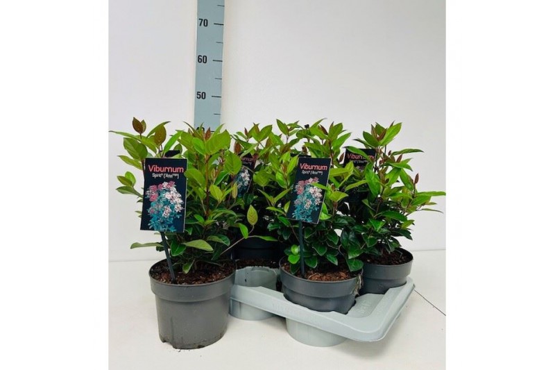 Viburnum first spirit Viburnum tinus Spirit P17 