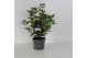Viburnum first spirit Viburnum tinus Spirit P17 
