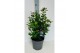 Viburnum first spirit Viburnum tinus Spirit P17 
