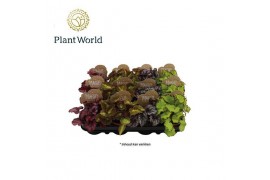 Begonia rex blad Begonia gemengd 8,5cm 3 pp