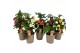 Abutilon mix 