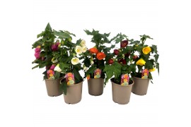 Abutilon mix
