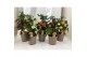 Abutilon mix 