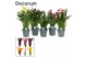 Zantedeschia mix 