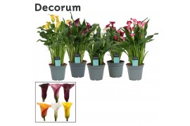 Zantedeschia mix
