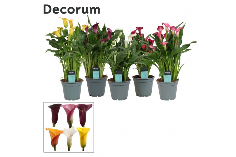 Zantedeschia mix 