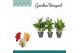 Canna mix zonder bloem 