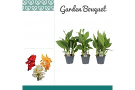 Canna mix zonder bloem