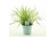 Calamagrostis acutiflora x overdam 