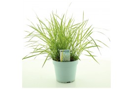 Calamagrostis acutiflora x overdam