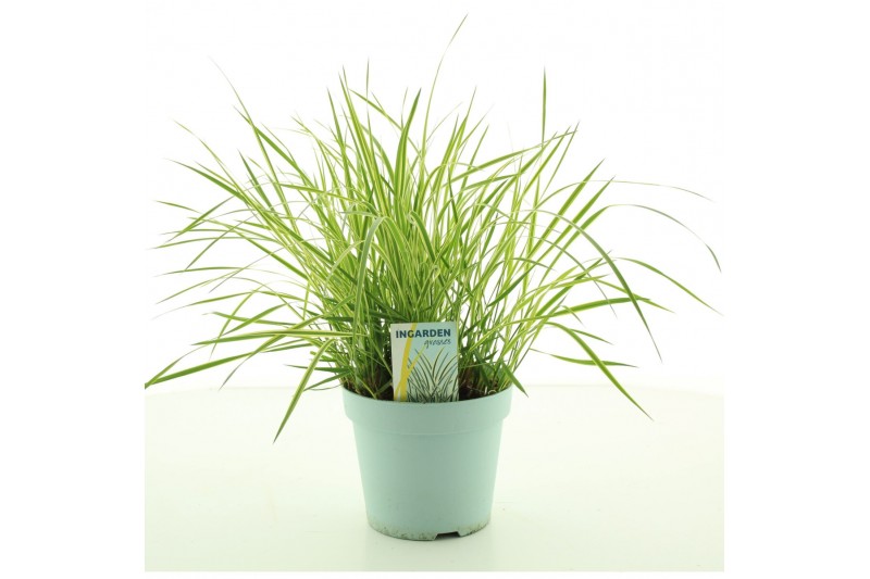 Calamagrostis acutiflora x overdam 