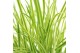 Calamagrostis acutiflora x overdam 