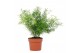 Asparagus densifl. sprengeri Asparagus Sprengeri 12cm 