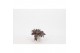 Tradescantia zebrina violet hill hangplants small swing 