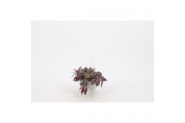 Tradescantia zebrina violet hill hangplants small swing