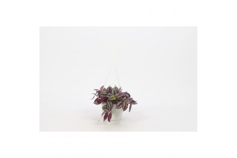Tradescantia zebrina violet hill hangplants small swing Tradescantia zebrina violet hill hangplants small swing