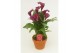 Zantedeschia royal valentine Terracotta pot 