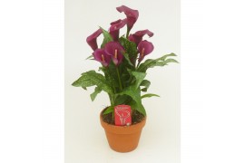 Zantedeschia royal valentine Terracotta pot