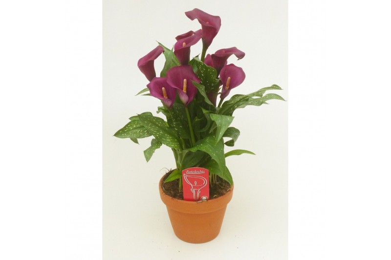 Zantedeschia royal valentine Terracotta pot 