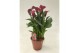 Zantedeschia royal valentine 