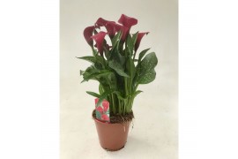 Zantedeschia royal valentine