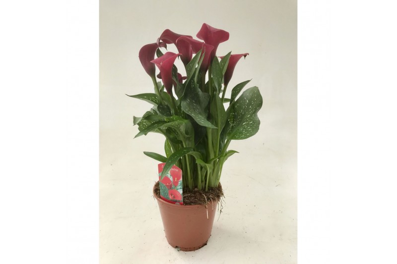Zantedeschia royal valentine 