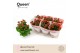 Kalanchoe rose flowers noelle rood Queen 