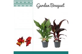 Canna exclusieve mix - zonder bloem