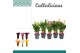 Zantedeschia mix 
