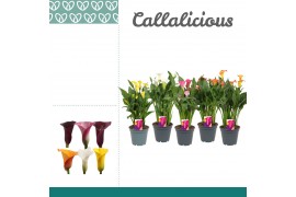 Zantedeschia mix