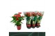 Anthurium andr. aristo rood keramiek 5+ 