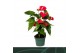 Anthurium andr. aristo 5 bloem 