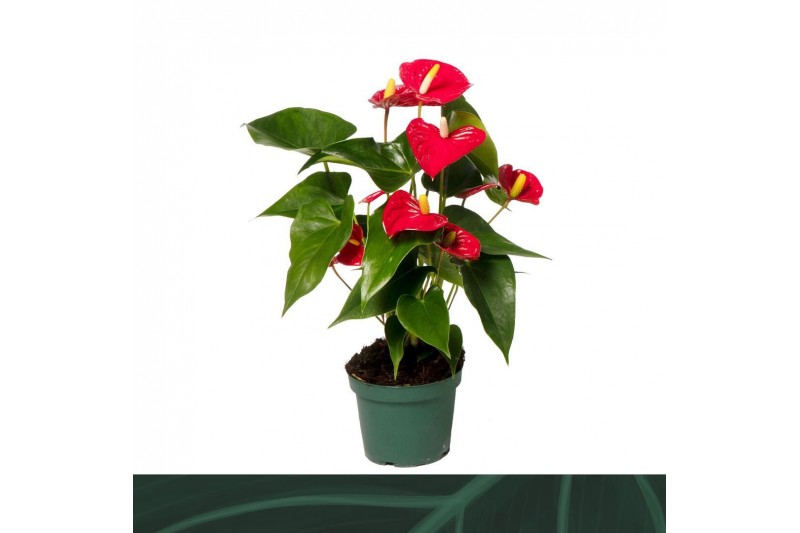 Anthurium andr. aristo 5 bloem 