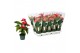 Anthurium andr. aristo 5 bloem 