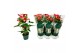 Anthurium andr. aristo 5 bloem 